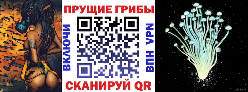 blacksprut сайт  как найти наркотики  это состав  Псилоцибиновые грибы Cubensis  Вельск 